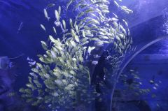 2021年其为珠海长隆海洋王国提供的曲面观察窗