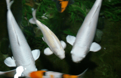 具备跨学科整合能力的企业将赢得更大发展空间